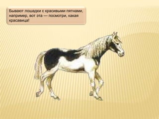 Бывают лошадки с красивыми пятнами,
например, вот эта — посмотри, какая
красавица!
 