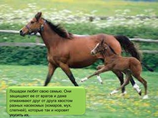 Лошадки любят свою семью. Они
защищают ее от врагов и даже
отмахивают друг от друга хвостом
разных насекомых (комаров, мух,
слепней), которые так и норовят
укусить их.
 