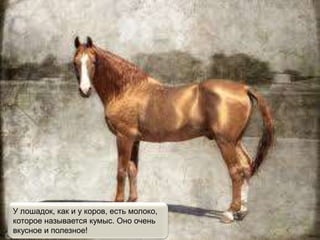 У лошадок, как и у коров, есть молоко,
которое называется кумыс. Оно очень
вкусное и полезное!
 