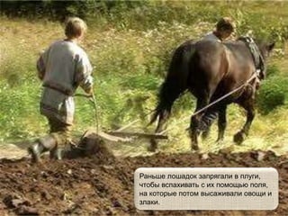 Раньше лошадок запрягали в плуги,
чтобы вспахивать с их помощью поля,
на которые потом высаживали овощи и
злаки.
 