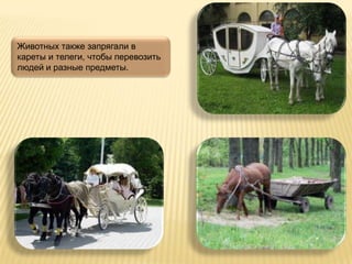 Животных также запрягали в
кареты и телеги, чтобы перевозить
людей и разные предметы.
 