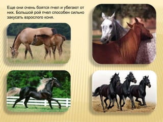 Еще они очень боятся пчел и убегают от
них. Большой рой пчел способен сильно
закусать взрослого коня.
 