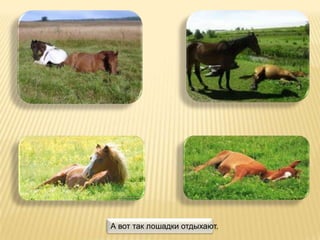 А вот так лошадки отдыхают.
 