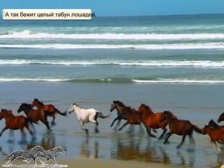 А так бежит целый табун лошадей.
 