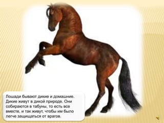 Лошади бывают дикие и домашние.
Дикие живут в дикой природе. Они
собираются в табуны, то есть все
вместе, и так живут, чтобы им было
легче защищаться от врагов.
 