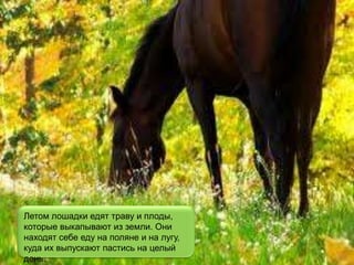 Летом лошадки едят траву и плоды,
которые выкапывают из земли. Они
находят себе еду на поляне и на лугу,
куда их выпускают пастись на целый
день.
 