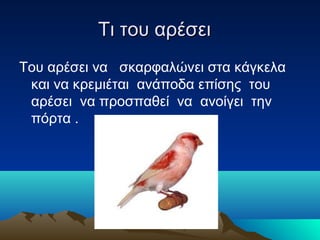Τι του αρέσει
Του αρέσει να σκαρφαλώνει στα κάγκελα
 και να κρεμιέται ανάποδα επίσης του
 αρέσει να προσπαθεί να ανοίγει την
 πόρτα .
 