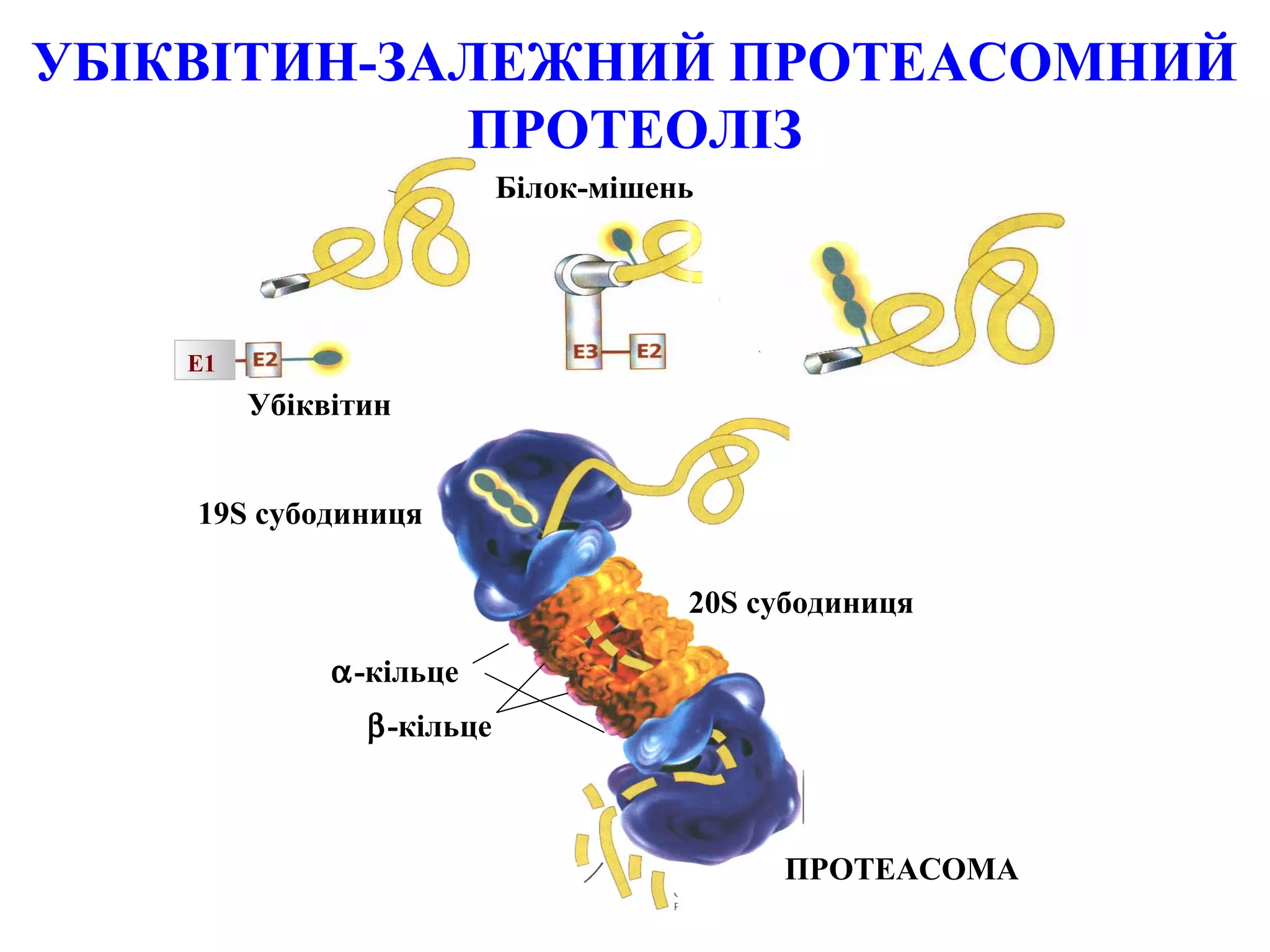 УБІКВІТИН-ЗАЛЕЖНИЙ ПРОТЕАСОМНИЙ
            ПРОТЕОЛІЗ
                           Білок-мішень




    E1
         Убіквітин


    19S cубодиниця

                                      20S cубодиниця

              α-кільце
                β-кільце



                                           ПРОТЕАСОМА
 