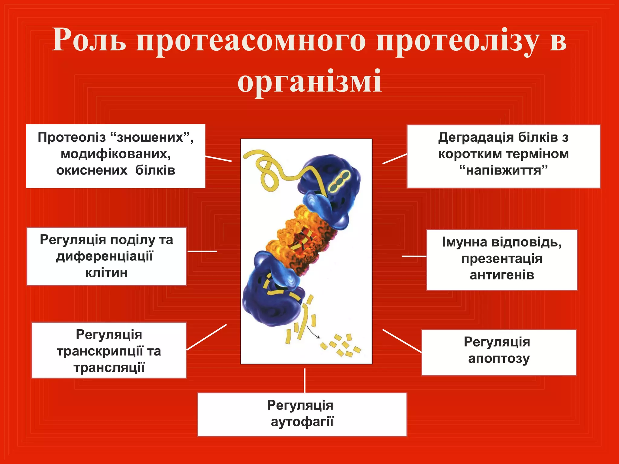 Роль протеасомного протеолізу в
            організмі
Протеоліз “зношених”,               Деградація білків з
   модифікованих,                   коротким терміном
  окиснених білків                     “напівжиття”




Регуляція поділу та                 Імунна відповідь,
  диференціації                        презентація
      клітин                            антигенів



     Регуляція
                                       Регуляція
  транскрипції та
                                       апоптозу
    трансляції

                        Регуляція
                        аутофагії
 