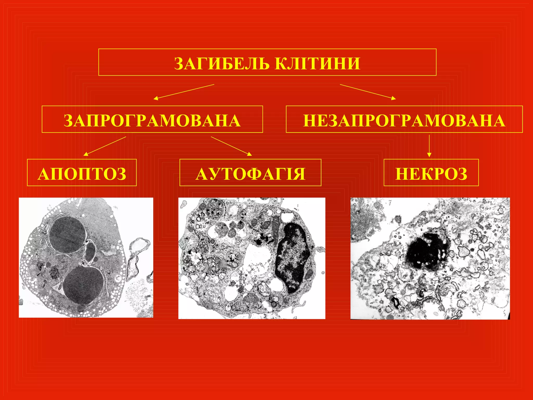 ЗАГИБЕЛЬ КЛІТИНИ


  ЗАПРОГРАМОВАНА     НЕЗАПРОГРАМОВАНА


АПОПТОЗ     АУТОФАГІЯ        НЕКРОЗ
 