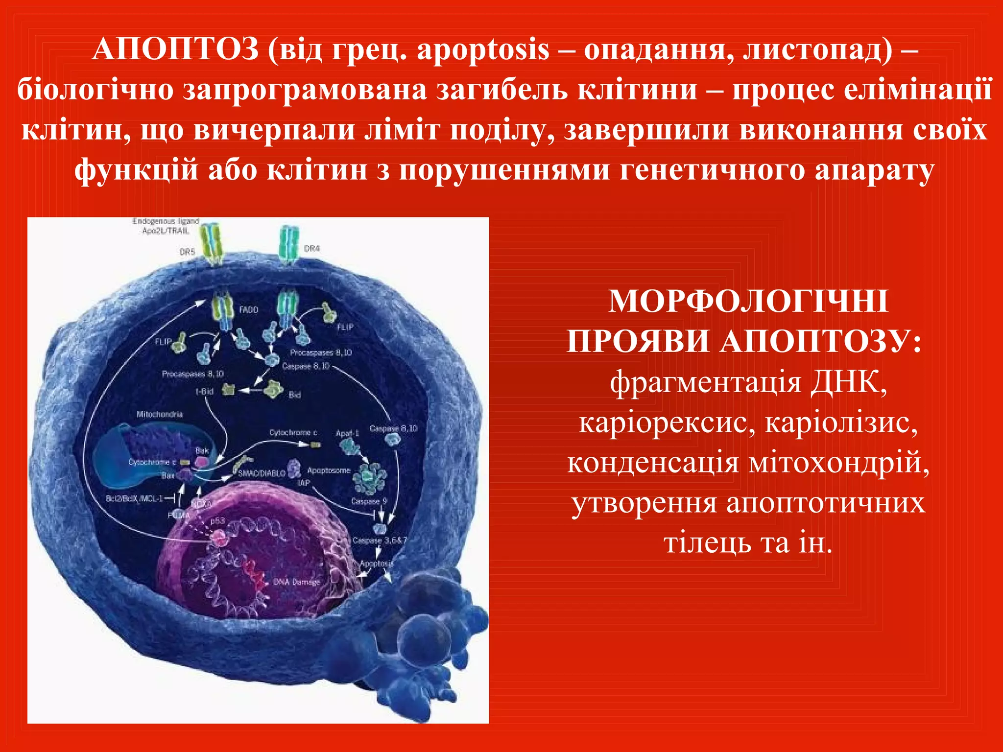 АПОПТОЗ (від грец. apoptosis – опадання, листопад) –
біологічно запрограмована загибель клітини – процес елімінації
клітин, що вичерпали ліміт поділу, завершили виконання своїх
    функцій або клітин з порушеннями генетичного апарату


                                     МОРФОЛОГІЧНІ
                                  ПРОЯВИ АПОПТОЗУ:
                                     фрагментація ДНК,
                                   каріорексис, каріолізис,
                                  конденсація мітохондрій,
                                  утворення апоптотичних
                                         тілець та ін.
 