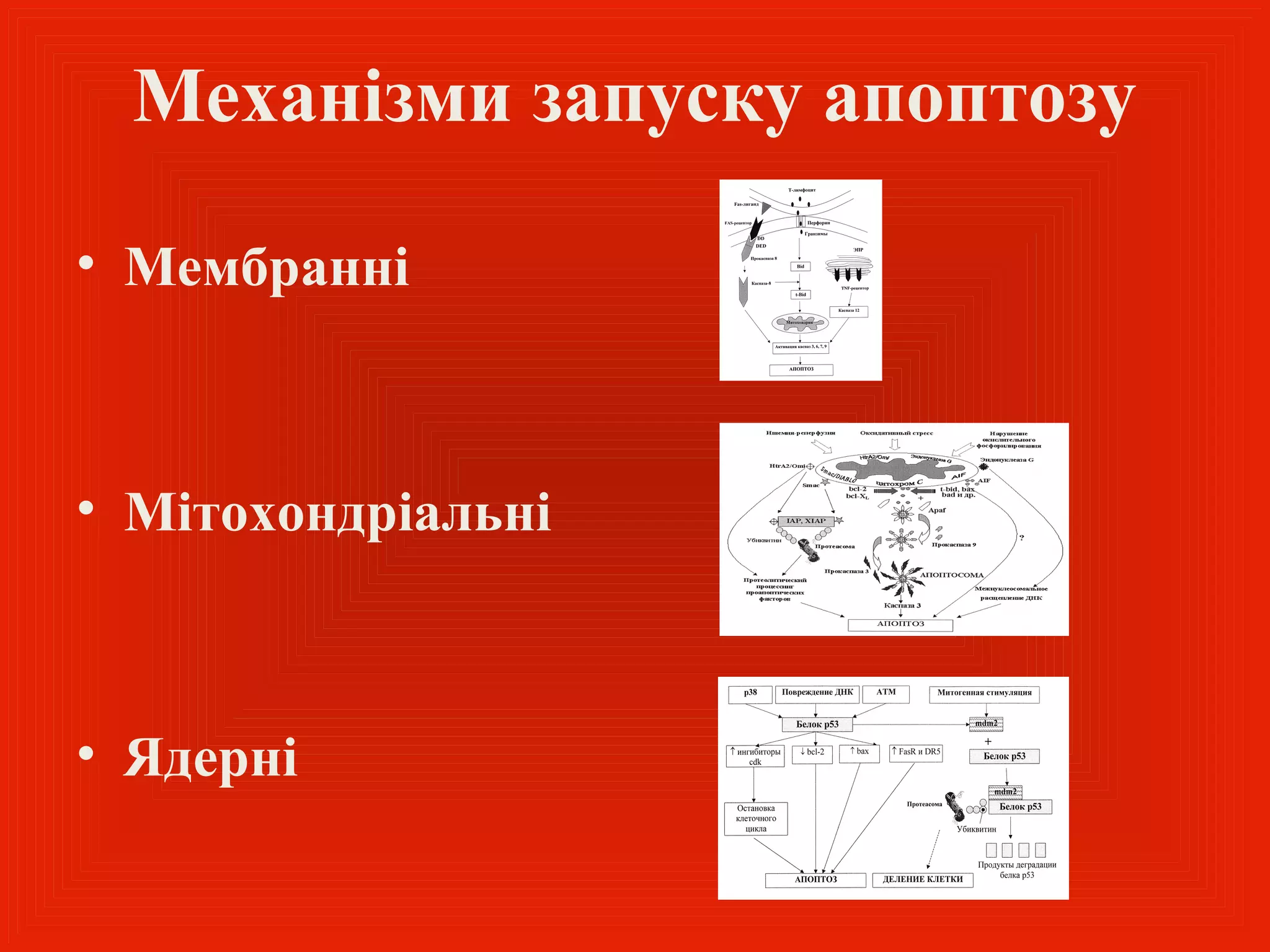 Механізми запуску апоптозу

• Мембранні



• Мітохондріальні



• Ядерні
 