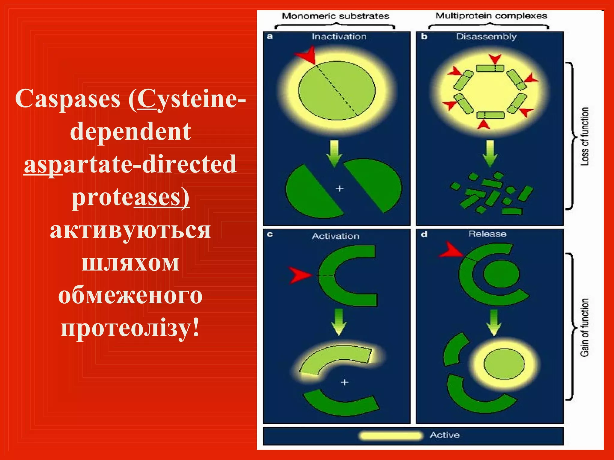 Caspases (Cysteine-
    dependent
aspartate-directed
    proteases)
  активуються
     шляхом
   обмеженого
   протеолізу!
 