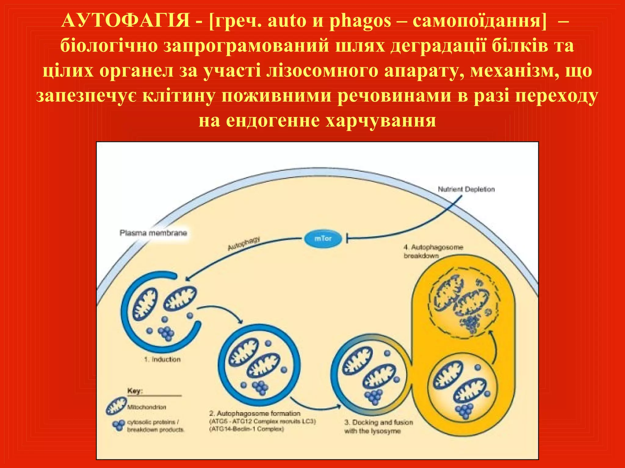 АУТОФАГІЯ - [греч. auto и phagos – самопоїдання] –
   біологічно запрограмований шлях деградації білків та
 цілих органел за участі лізосомного апарату, механізм, що
запезпечує клітину поживними речовинами в разі переходу
                 на ендогенне харчування
 