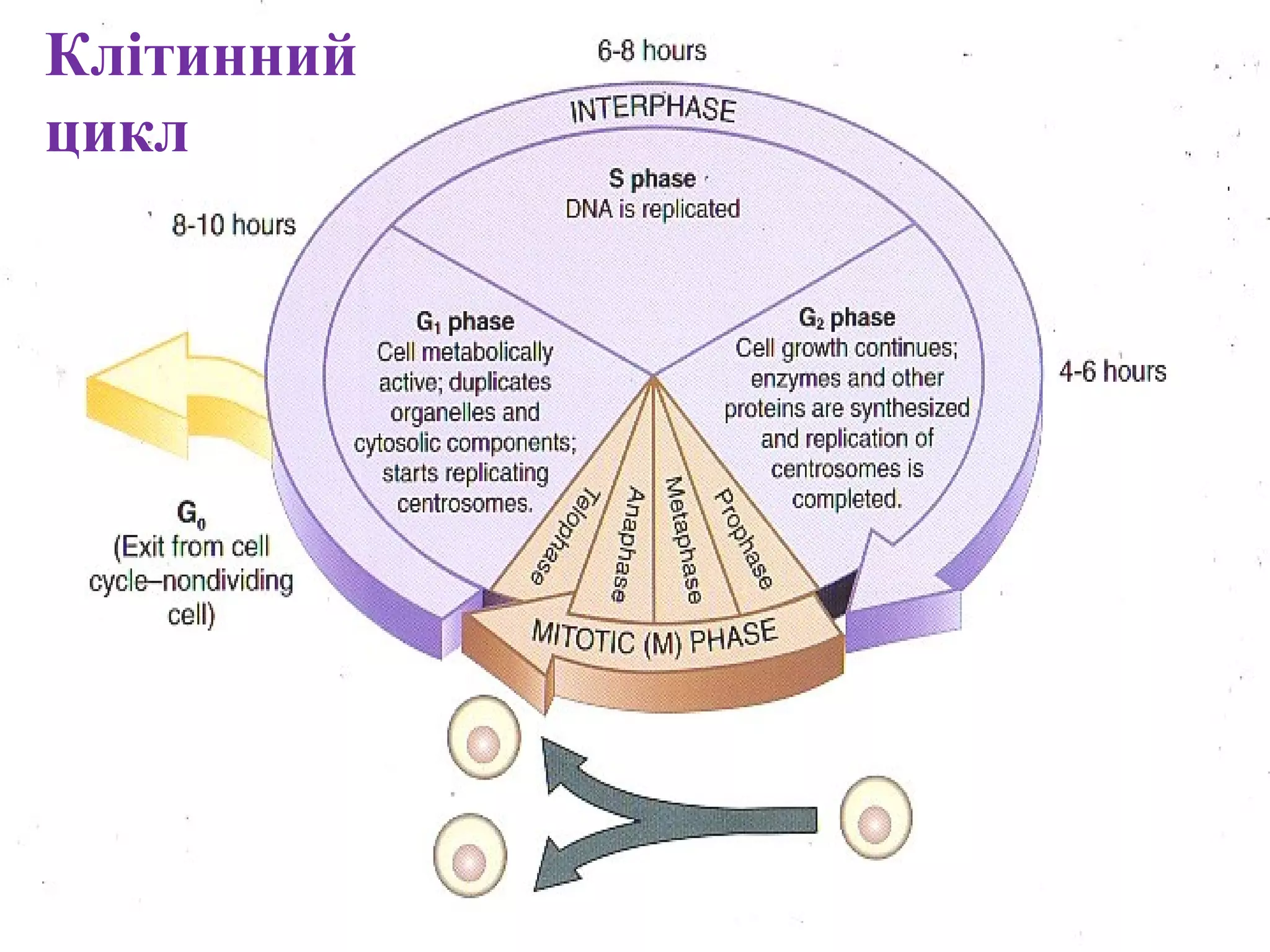 Клітинний
цикл
 