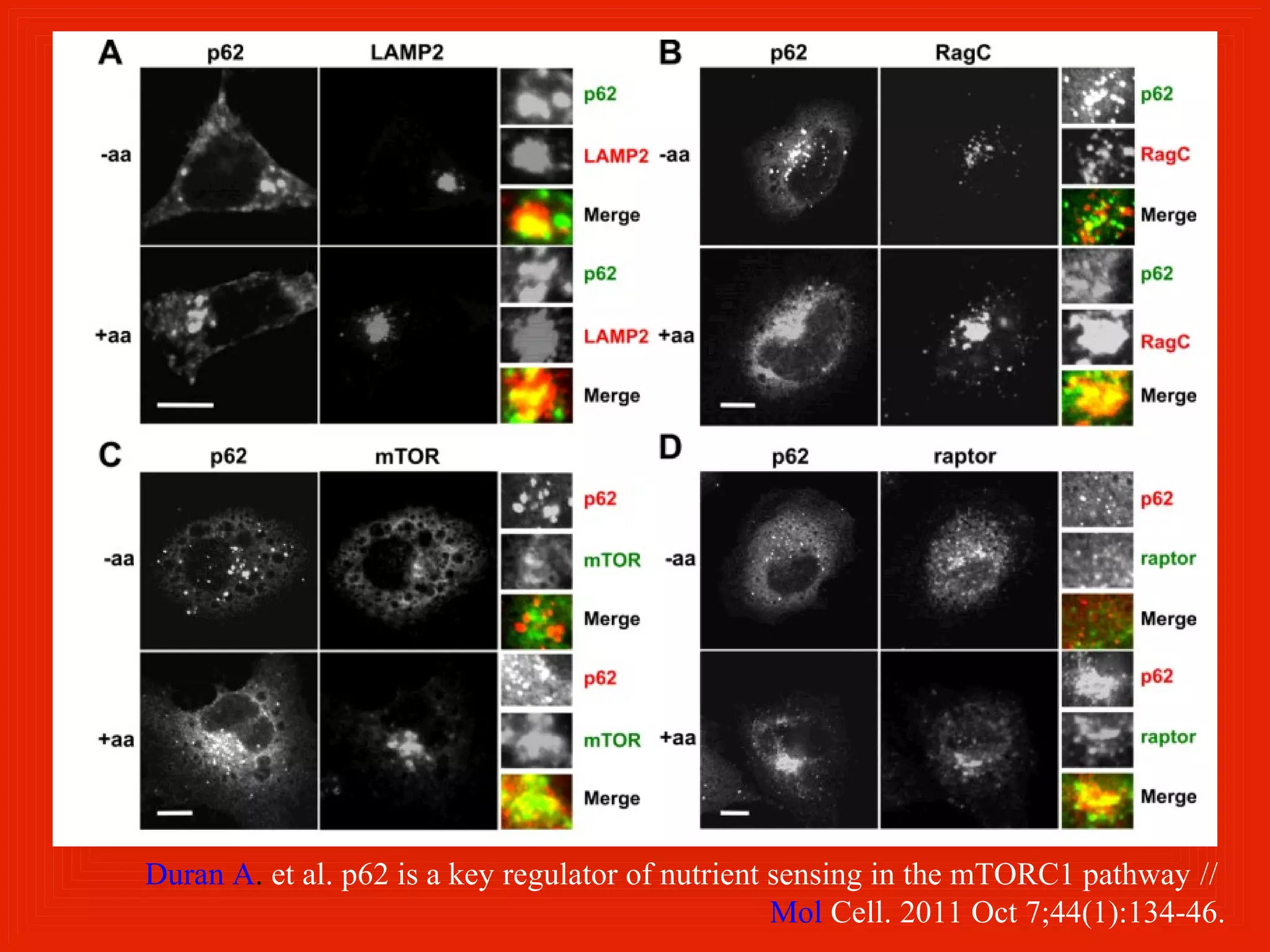 Duran A. et al. p62 is a key regulator of nutrient sensing in the mTORC1 pathway //
                                                   Mol Cell. 2011 Oct 7;44(1):134-46.
 