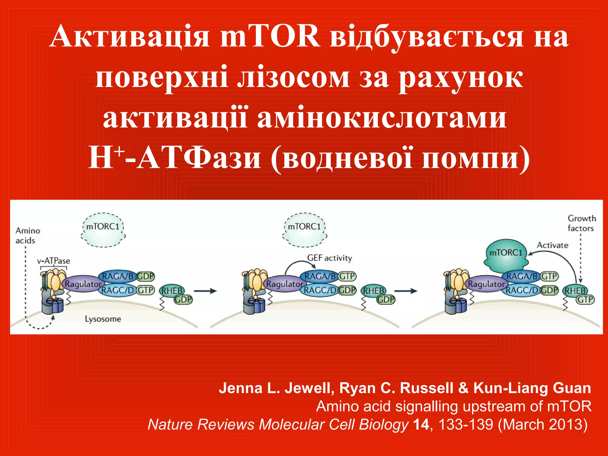 Активація mTOR відбувається на
  поверхні лізосом за рахунок
   активації амінокислотами
  Н+-АТФази (водневої помпи)




              Jenna L. Jewell, Ryan C. Russell & Kun-Liang Guan
                            Amino acid signalling upstream of mTOR
     Nature Reviews Molecular Cell Biology 14, 133-139 (March 2013)
 