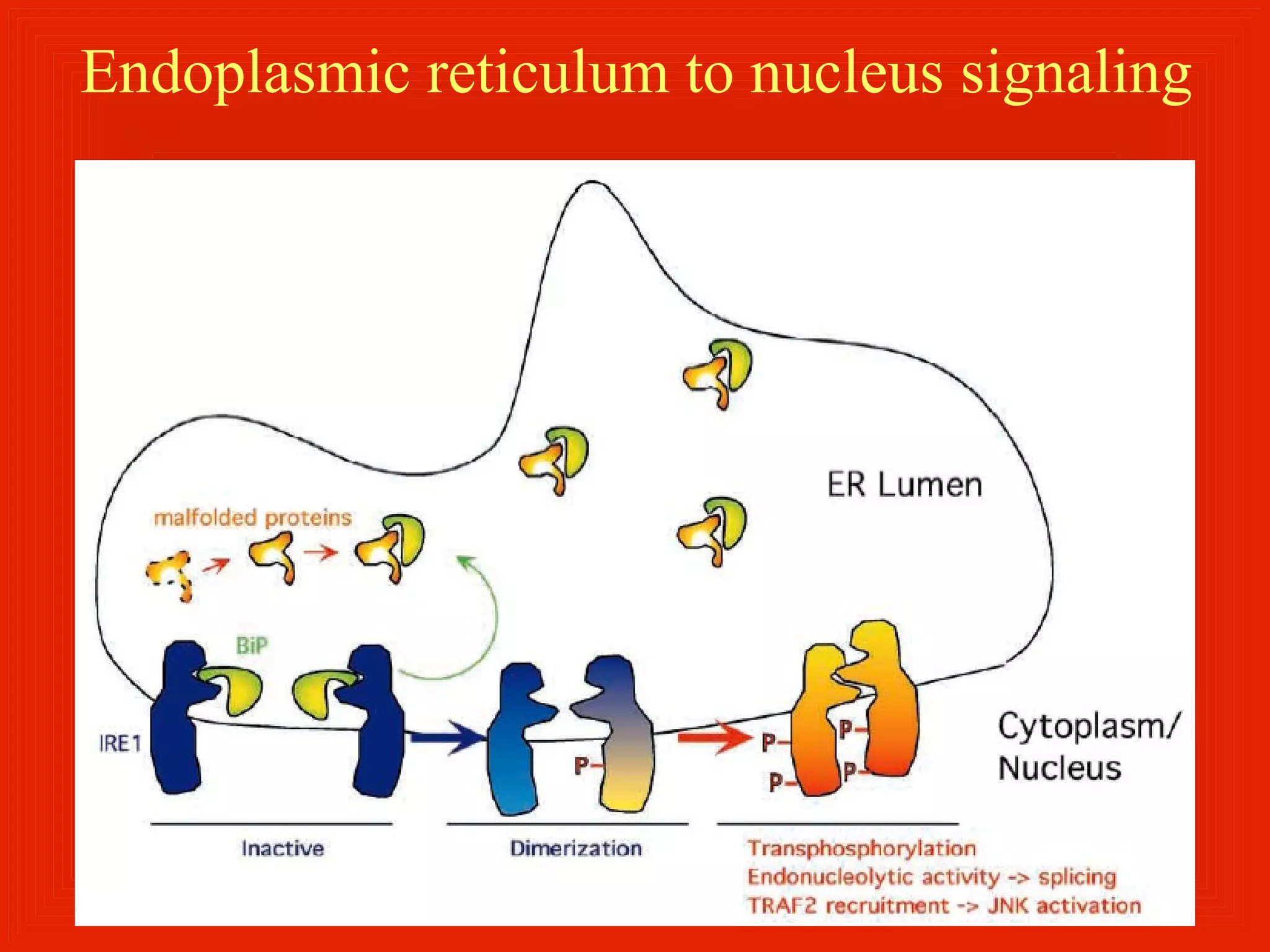 Endoplasmic reticulum to nucleus signaling
 