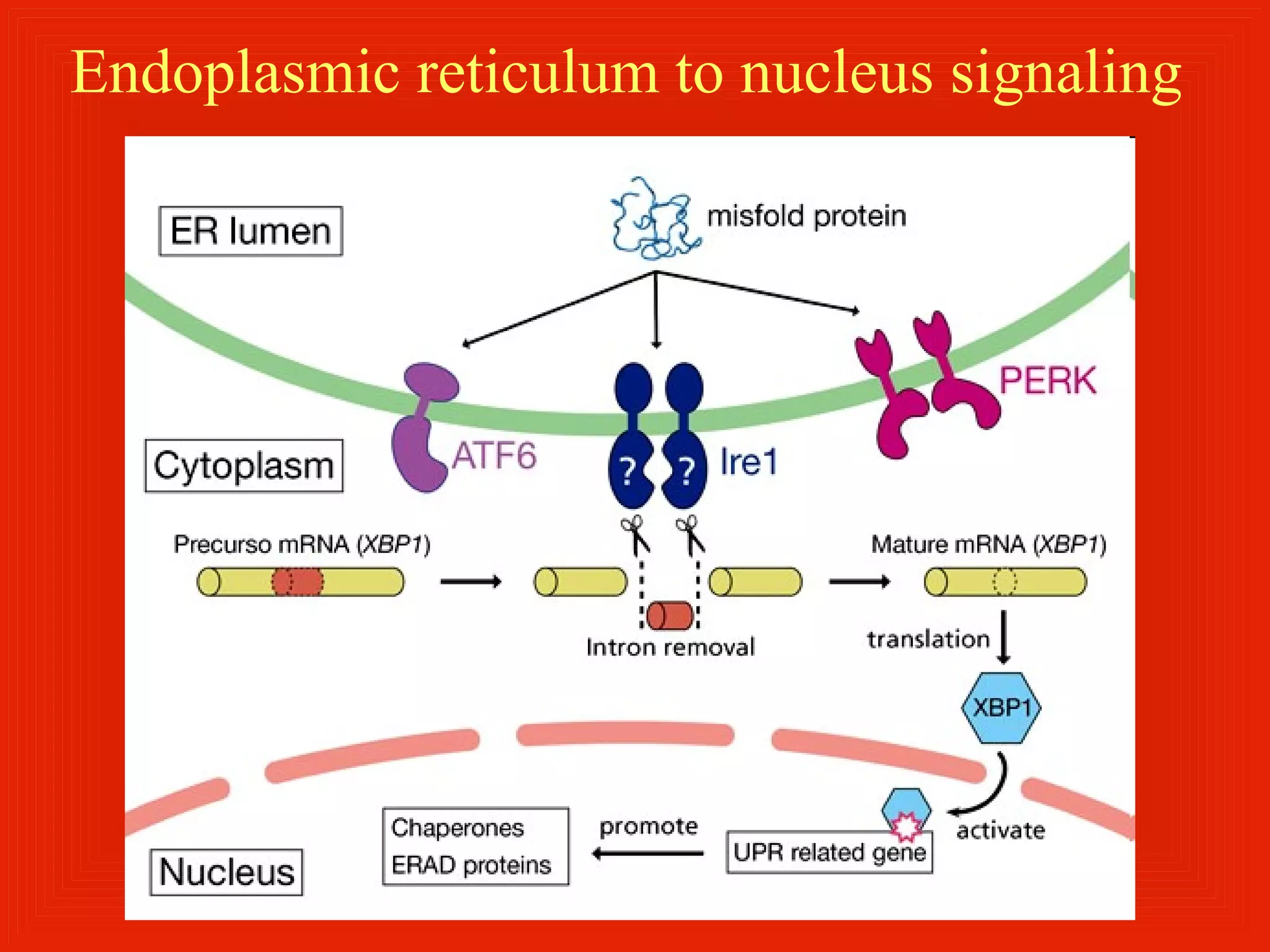 Endoplasmic reticulum to nucleus signaling
 