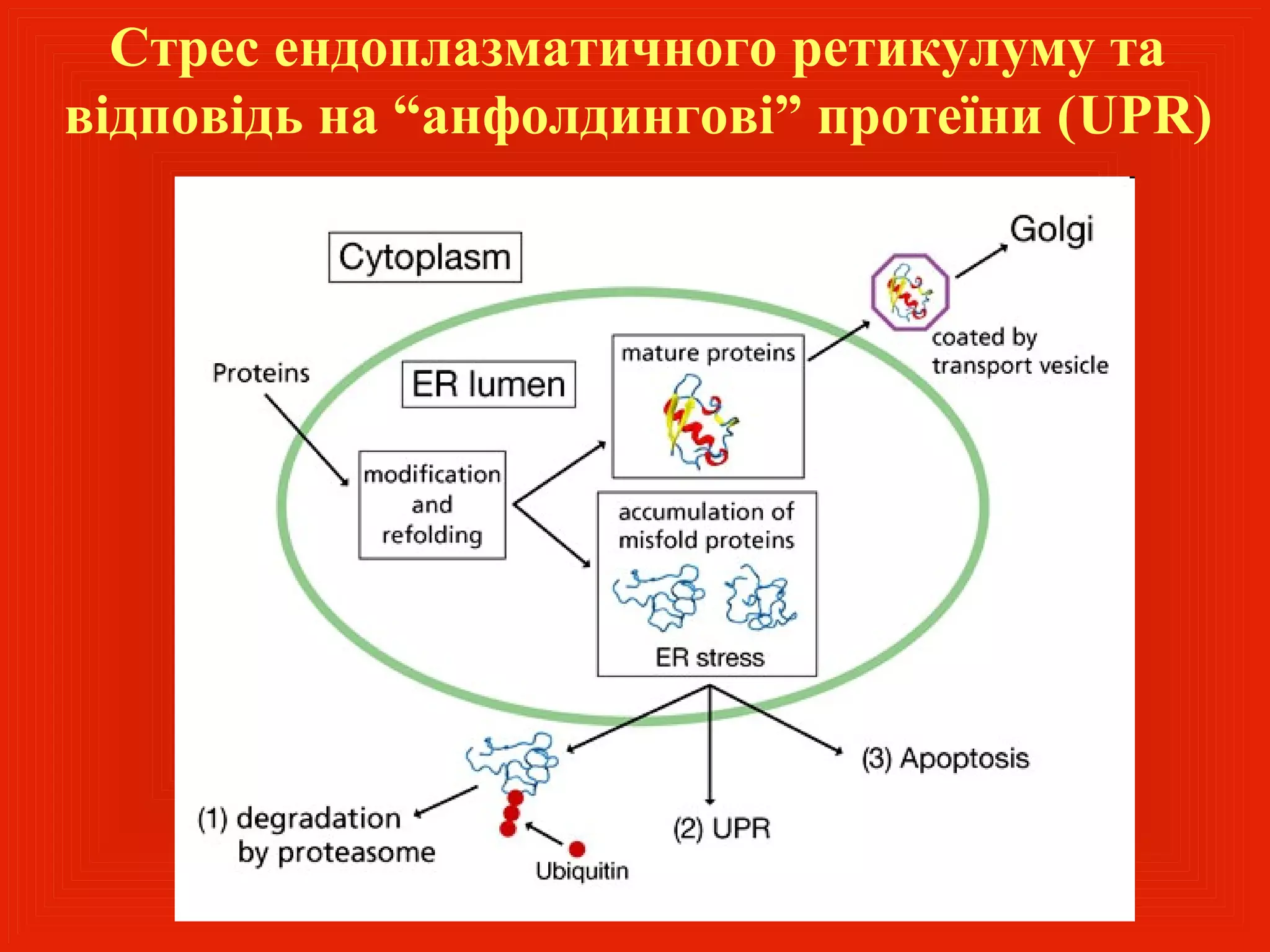 Стрес ендоплазматичного ретикулуму та
відповідь на “анфолдингові” протеїни (UPR)
 