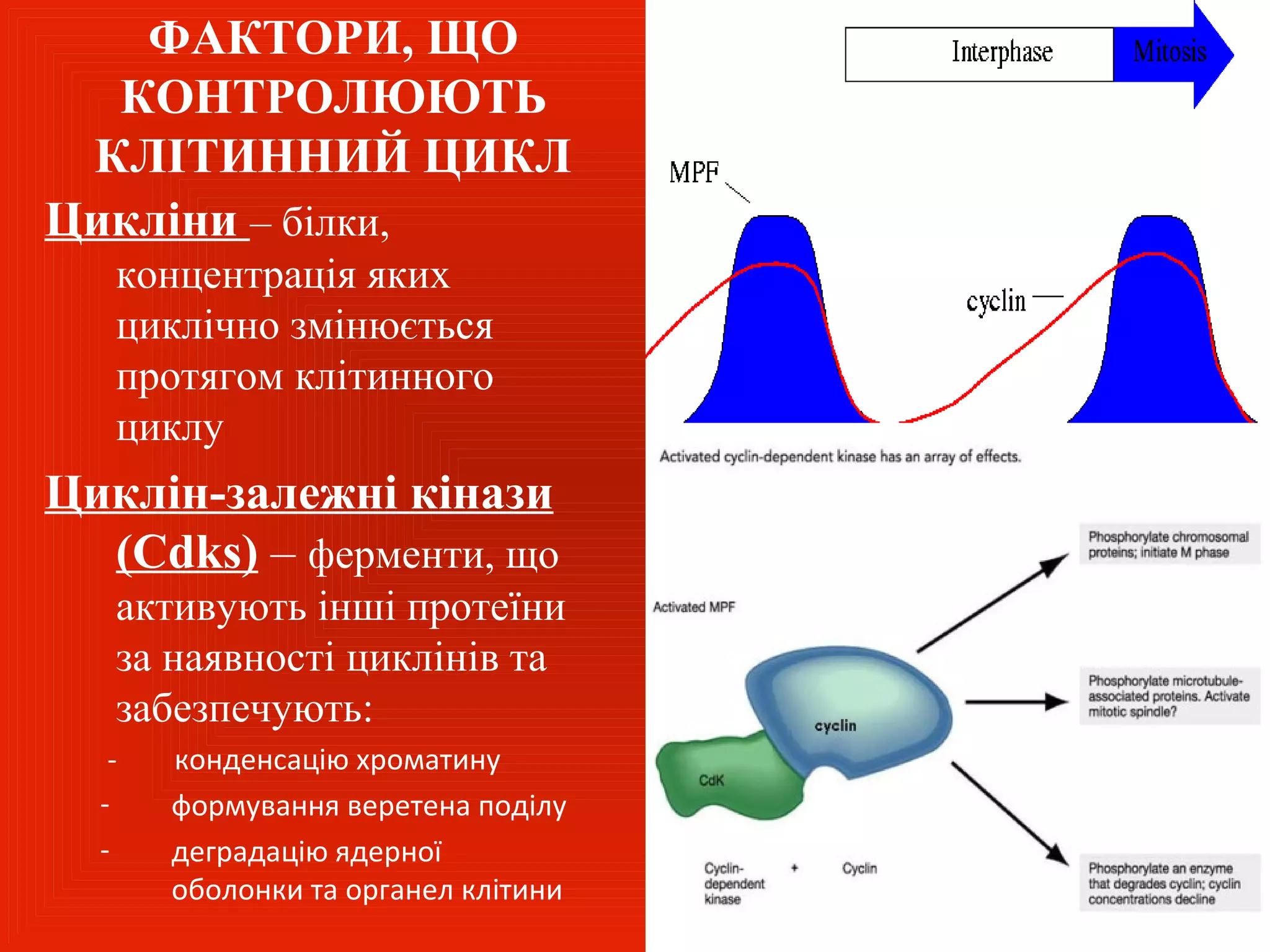 ФАКТОРИ, ЩО
  КОНТРОЛЮЮТЬ
 КЛІТИННИЙ ЦИКЛ
Цикліни – білки,
   концентрація яких
   циклічно змінюється
   протягом клітинного
   циклу
Циклін-залежні кінази
  (Cdks) – ферменти, що
   активують інші протеїни
   за наявності циклінів та
   забезпечують:
   -   конденсацію хроматину
  -    формування веретена поділу
  -    деградацію ядерної
       оболонки та органел клітини
 