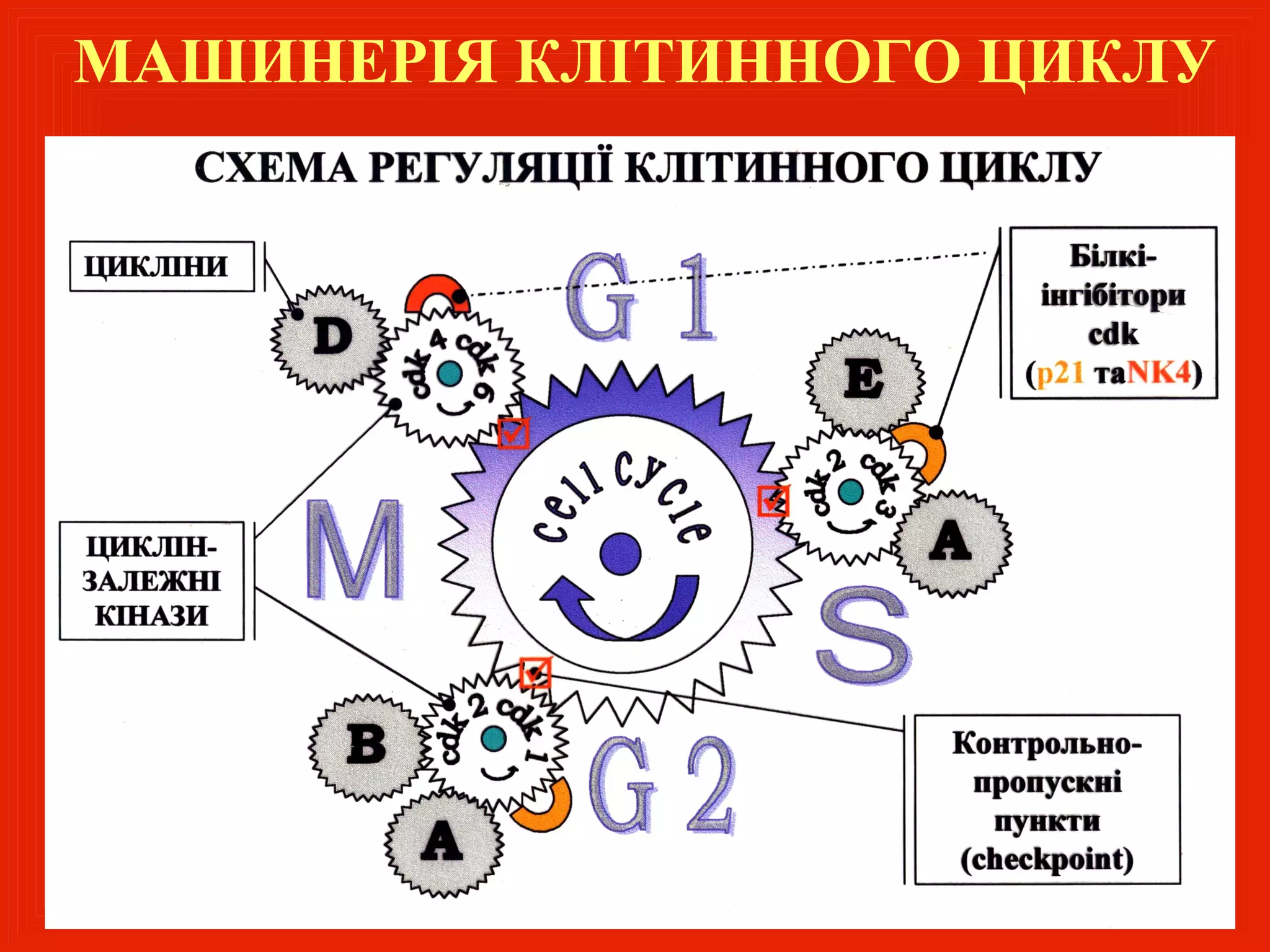 МАШИНЕРІЯ КЛІТИННОГО ЦИКЛУ
 