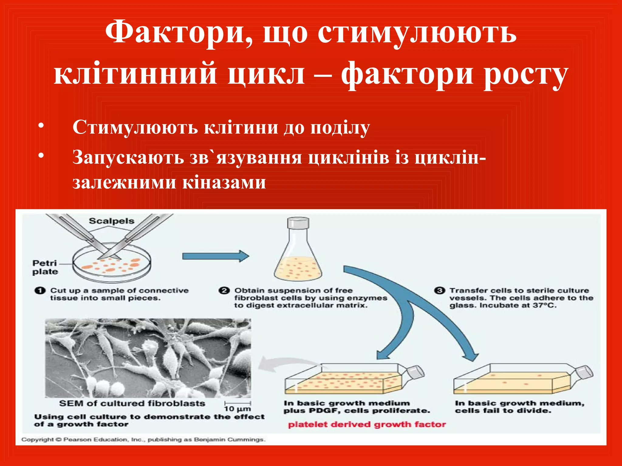 Фактори, що стимулюють
    клітинний цикл – фактори росту
•    Стимулюють клітини до поділу
•    Запускають зв`язування циклінів із циклін-
     залежними кіназами
 