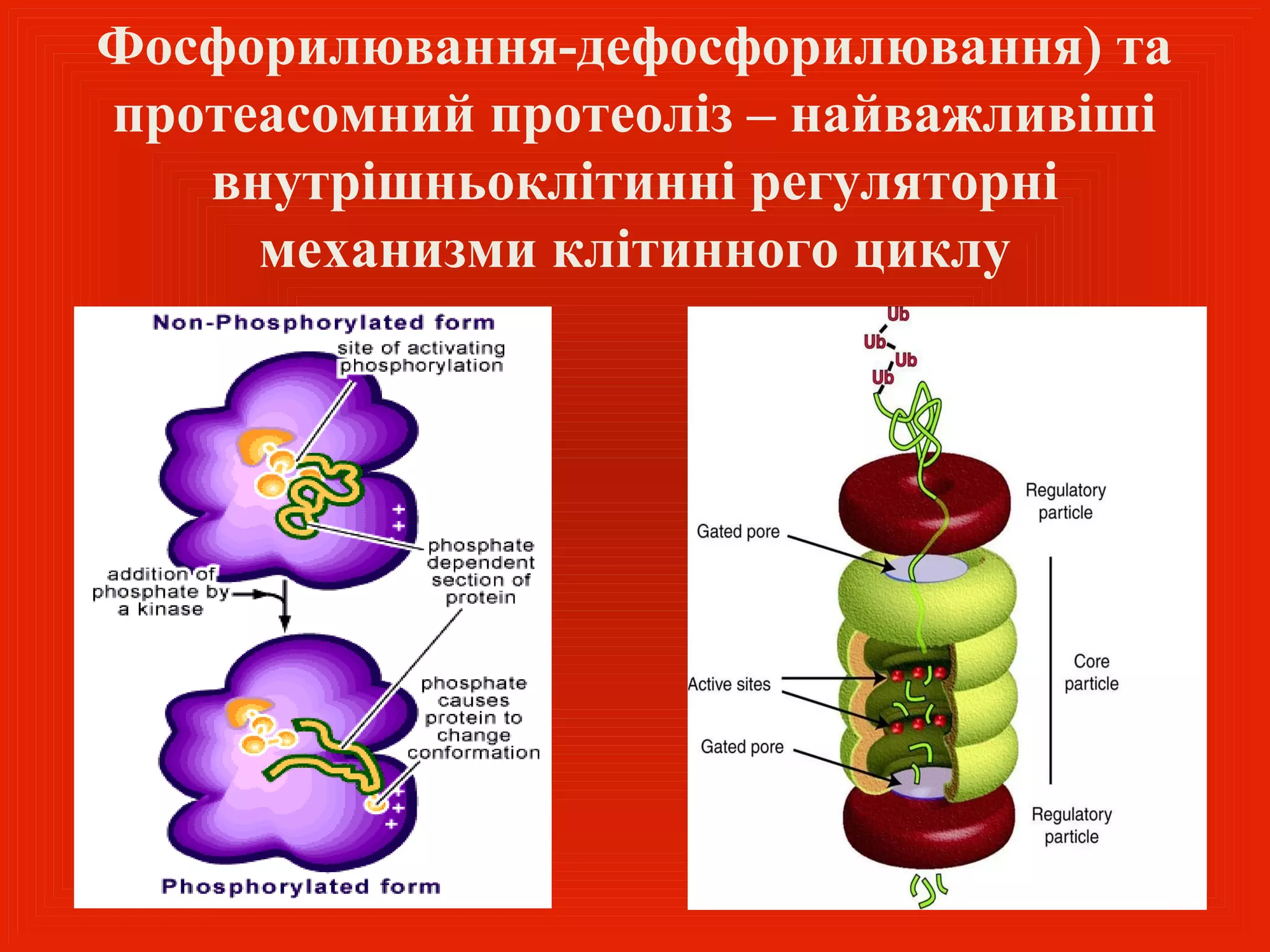 Фосфорилювання-дефосфорилювання) та
протеасомний протеоліз – найважливіші
   внутрішньоклітинні регуляторні
     механизми клітинного циклу
 