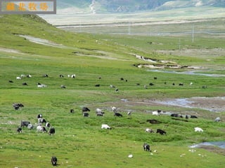 藏北牧场




 迷
 人
 的
 西
 藏
 