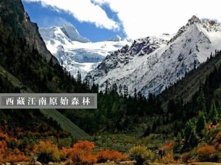 迷
   人
   的
西 藏西 南 原 始 森 林
   江
   藏
 