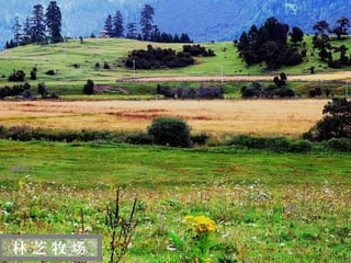 迷
 人
 的
 西
 藏


林芝牧场
 