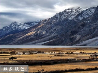 迷
 人
 的
 西
 藏


藏乡 秋色
 