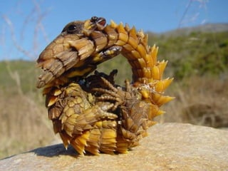 H Aφρική όπως δεν την έχετε δει ποτέ!