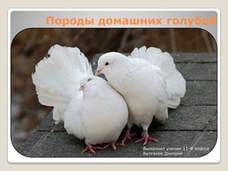 Породы домашних голубей




             Выполнил ученик 11-Ф класса
             Булгаков Дмитрий
 