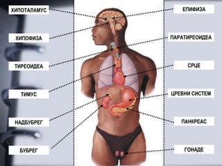 ХИПОТАЛАМУС      ЕПИФИЗА




 ХИПОФИЗА     ПАРАТИРЕОИДЕА




 ТИРЕОИДЕА         СРЦЕ




   ТИМУС      ЦРЕВНИ СИСТЕМ




 НАДБУБРЕГ       ПАНКРЕАС




  БУБРЕГ          ГОНАДЕ
 
