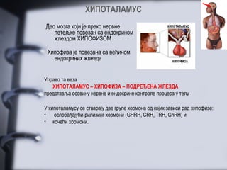 ХИПОТАЛАМУС
Део мозга који је преко нервне
   петељке повезан са ендокрином
   жлездом ХИПОФИЗОМ

 Хипофиза је повезана са већином
   ендокриних жлезда


Управо та веза
   ХИПОТАЛАМУС – ХИПОФИЗА – ПОДРЕЂЕНА ЖЛЕЗДА
представља осовину нервне и ендокрине контроле процеса у телу

У хипоталамусу се стварају две групе хормона од којих зависи рад хипофизе:
• ослобађајући-рилизинг хормони (GHRH, CRH, TRH, GnRH) и
• кочећи хормони.
 