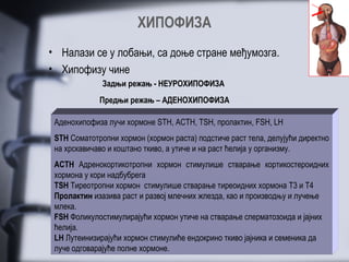 ХИПОФИЗА
• Налази се у лобањи, са доње стране међумозга.
• Хипофизу чине
              Задњи режањ - НЕУРОХИПОФИЗА
             Предњи режањ – АДЕНОХИПОФИЗА

 Аденохипофиза лучи хормоне STH, ACTH, TSH, пролактин, FSH, LH
    Хормони који су пореклом из хипоталамуса, али се депонују у
 STH Соматотропнису окситоцин и антидиуретички хормонтела, делујући директно
    неурохипофизи хормон (хормон раста) подстиче раст (ADH).
 на хрскавичаво и коштано ткиво, а утиче и на раст ћелија у организму.
               ОКСИТОЦИН
    - изазива лучење млека код породиље.
 ACTH Адренокортикотропни хормон стимулише стварање кортикостероидних
 хормона у кори надбубрега материце, чиме утиче на порођај.
    - изазива грчење мишића
    -у мушком телу обезбеђује избацивање сперме.
 ТSH Тиреотропни хормон стимулише стварање тиреоидних хормона T3 и T4
               ADH
 Пролактин изазива раст и развој млечних жлезда, као и производњу и лучење
    - омогућава задржавање воде у организму (спречава диурезу)
 млека.
    - Фоликулостимулирајући
 FSHповећава крвни притисак хормон утиче на стварање сперматозоида и јајних
 ћелија.
 LH Лутеинизирајући хормон стимулиће ендокрино ткиво јајника и семеника да
 луче одговарајуће полне хормоне.
 