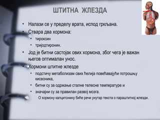 ШТИТНА ЖЛЕЗДА
• Налази се у пределу врата, испод гркљана.
• Ствара два хормона:
   • тироксин
   • тријодтиронин.
• Јод је битни састојак ових хормона, због чега је важан
  његов оптималан унос.
• Хормони штитне жлезде
   • подстичу метаболизам свих ћелија повећавајући потрошњу
     кисеоника,
   • битни су за одржање сталне телесне температуре и
   • значајни су за правилан развој мозга.
       О хормону калцитонину биће речи унутар текста о параштитној жлезди.
 