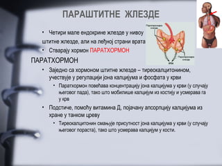 ПАРАШТИТНЕ ЖЛЕЗДЕ
  • Четири мале ендокрине жлезде у нивоу
  штитне жлезде, али на леђној страни врата
  • Стварају хормон ПАРАТХОРМОН
ПАРАТХОРМОН
  • Заједно са хормоном штитне жлезде – тиреокалцитонином,
    учествује у регулацији јона калцијума и фосфата у крви
      • Паратхормон повећава концентрацију јона калцијума у крви (у случају
        његовог пада), тако што мобилише калцијум из костију и усмерава га
        у крв
  • Подстиче, помоћу витамина Д, појачану апсорпцију калцијума из
    хране у танком цреву
      • Тиреокалцитонин смањује присутност јона калцијума у крви (у случају
        његовог пораста), тако што усмерава калцијум у кости.
 