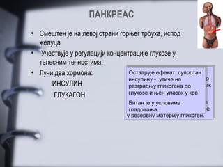 ПАНКРЕАС
• Смештен је на левој страни горњег трбуха, испод
  желуца
• Учествује у регулацији концентрације глукозе у
  телесним течностима.
• Лучи два хормона:            Смањује количину шећера уу
                                Остварује ефекат шећера
                                Смањује количину супротан
                                 Остварује ефекат супротан
                                крви, тако што усмерава шећер
                               крви, тако -- утиче на
                                 инсулину утиче на
                                инсулину што усмерава шећер
      ИНСУЛИН                  из крву ууткива и убрзава улазак
                                разградњу гликогена до улазак
                                из крву ткива и убрзава
                                 разградњу гликогена до
                                  глукозе уићелије.
                                  глукозе њен улазак уукрв
                                   глукозе њен улазак крв
                                 глукозе уићелије.
       ГЛУКАГОН
                                  Битан и ууусловима мишићима
                                  Ујетри је скелетним
                                    јетри и условима
                                 УБитанје скелетним мишићима
                                  гладовања. претварање глукозе
                                  стимулише
                                   гладовања.
                                 стимулише претварање глукозе
                                 уурезервну материју гликоген.
                                    резервну материју гликоген.
 