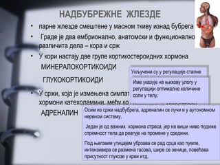 НАДБУБРЕЖНЕ ЖЛЕЗДЕ
• парне жлезде смештене у масном ткиву изнад бубрега
• Граде је два ембрионално, анатомски и функционално,
  различита дела – кора и срж
• У кори настају две групе кортикостероидних хормона
   МИНЕРАЛОКОРТИКОИДИ              Укључени су у регулације сталне
                                           Укључени су у регулације сталне
                                            концентрацијеглукозе уу телесним
                                                            глукозе
                                           концентрацијена њихову телесним
     ГЛУКОКОРТИКОИДИ                         Имеуказује на њихову улогу уу
                                            Име   указује           улогу
                                            течностима следећи начин:
                                           течностима на следећи начин:
                                             регулацији оптималне количине
                                            регулацији оптималне количине
•   У сржи, која је измењена симпатичка уутелу.
                                            соли ганглија, настају у
                                            подстичуразлагање масти у
                                                      разлагање масти
                                           подстичутелу.
                                             соли
    хормони катехоламини, међу којима је ткиву иипротеина уу
                                            масном ткиву протеина
                                           масном најпознатији
                                             Најпознатији је АЛДОСТЕРОН.
                                            Најпознатији је АЛДОСТЕРОН.
                      Осимиз сржи надбубрега, адреналиносновнесастојке,
                     Осим   из сржи надбубрега, адреналинсе лучи састојке,
                                            мишићима на се лучи
                                           мишићима на основне ииууаутономном
                                                                        аутономном
     АДРЕНАЛИН нервном систему. који делује на бубреге, где
                      нервном систему.      Он се уућелијама јетре где
                                            који делује на бубреге,
                                             Он се ћелијама јетре
                                            подстиче ууглукозу. виши ниво подиже
                                            претварајузадржавање јона
                                             подстиче глукозу.
                                           претварајузадржавање јона
                       Један је од важних хормона стреса, јернателу,
                                             натријумаии воде навиши
                      Један је од важних хормона стреса, јер уутелу, ииниво подиже
                                            натријумасу водеу средини.
                                           Актуелни су ууусловима
                                            Актуелни       условима
                      спремност тела да реагује на промене средини.
                     спремност тела да реагује на промене у калијума
                                             избацивањејона калијума
                                                          јона
                                            избацивањегладовања.
                                            дуготрајног
                                           дуготрајног гладовања.
                      Под његовим утицајем убрзава се рад срца као пумпе,
                     Под његовим утицајем убрзава се рад срца као пумпе,
                      интензивира се размена гасова, шире се зенице, повећава
                     интензивира се размена гасова, шире се зенице, повећава
                     присутност глукозе уукрви итд.
                      присутност глукозе крви итд.
 