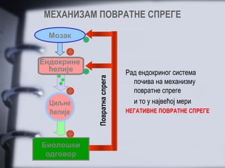 МЕХАНИЗАМ ПОВРАТНЕ СПРЕГЕ

  Мозак


Ендокрине
  ћелије                      Рад ендокриног система



            Повратна спрега
                                почива на механизму
                                повратне спреге
  Циљне                         и то у највећој мери
  ћелије                      НЕГАТИВНЕ ПОВРАТНЕ СПРЕГЕ




Биолошки
 одговор
 