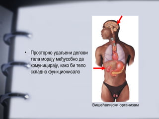 • Просторно удаљени делови
  тела морају међусобно да
  комуницирају, како би тело
  складно функционисало




                               Вишећелијски организам
 