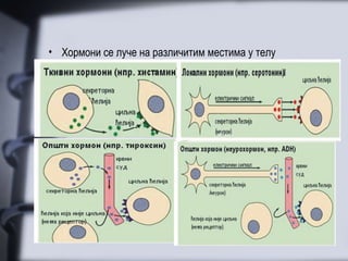 • Хормони се луче на различитим местима у телу
 