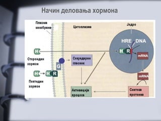 Начин деловања хормона
 