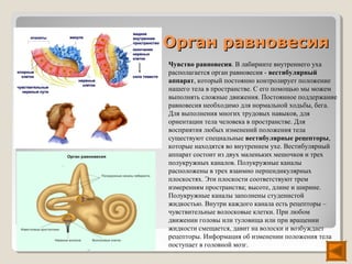 Орган равновесия
Чувство равновесия. В лабиринте внутреннего уха
располагается орган равновесия - вестибулярный
аппарат, который постоянно контролирует положение
нашего тела в пространстве. С его помощью мы можем
выполнять сложные движения. Постоянное поддержание
равновесия необходимо для нормальной ходьбы, бега.
Для выполнения многих трудовых навыков, для
ориентации тела человека в пространстве. Для
восприятия любых изменений положения тела
существуют специальные вестибулярные рецепторы,
которые находятся во внутреннем ухе. Вестибулярный
аппарат состоит из двух маленьких мешочков и трех
полукружных каналов. Полукружные каналы
расположены в трех взаимно перпендикулярных
плоскостях. Эти плоскости соответствуют трем
измерениям пространства; высоте, длине и ширине.
Полукружные каналы заполнены студенистой
жидкостью. Внутри каждого канала есть рецепторы –
чувствительные волосковые клетки. При любом
движении головы или туловища или при вращении
жидкости смещается, давит на волоски и возбуждает
рецепторы. Информация об изменении положения тела
поступает в головной мозг.
 