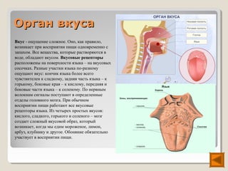 Орган вкуса
Вкус - ощущение сложное. Оно, как правило,
возникает при восприятии пищи одновременно с
запахом. Все вещества, которые растворяются в
воде, обладают вкусом. Вкусовые рецепторы
расположены на поверхности языка – на вкусовых
сосочках. Разные участки языка по-разному
ощущают вкус: кончик языка более всего
чувствителен к сладкому, задняя часть языка – к
горькому, боковые края – к кислому, передняя и
боковые части языка – к соленому. По нервным
волокнам сигналы поступают в определенные
отделы головного мозга. При обычном
восприятии пищи работают все вкусовые
рецепторы языка. Из четырех простых вкусов:
кислого, сладкого, горького и соленого – мозг
создает сложный вкусовой образ, который
возникает, когда мы едим мороженое, лимон,
арбуз, клубнику и другое. Обоняние обязательно
участвует в восприятии пищи.
 
