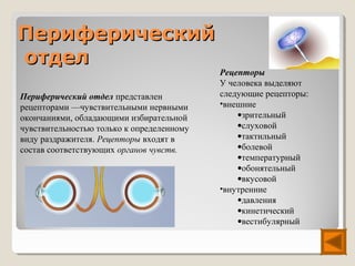 Периферический
отдел
                                           Рецепторы
                                           У человека выделяют
Периферический отдел представлен           следующие рецепторы:
рецепторами —чувствительными нервными      •внешние
окончаниями, обладающими избирательной         •зрительный
чувствительностью только к определенному       •слуховой
виду раздражителя. Рецепторы входят в          •тактильный
состав соответствующих органов чувств.         •болевой
                                               •температурный
                                               •обонятельный
                                               •вкусовой
                                           •внутренние
                                               •давления
                                               •кинетический
                                               •вестибулярный
 