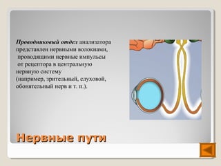 Проводниковый отдел анализатора
представлен нервными волокнами,
 проводящими нервные импульсы
 от рецептора в центральную
нервную систему
(например, зрительный, слуховой,
обонятельный нерв и т. п.).




Нервные пути
 