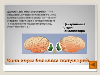Центральный отдел анализатора — это
определенный участок коры головного мозга,
где происходит анализ и синтез поступившей
сенсорной информации и преобразование ее
 в специфическое ощущение (зрительное,       Центральный
обонятельное и т. д.).                       отдел
                                             анализатора




Зона коры больших полушарий
 